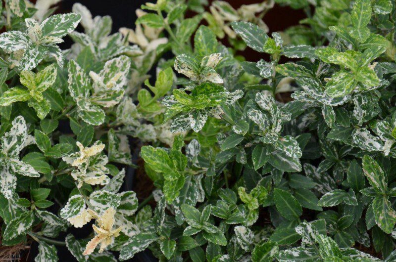euonymus fortunei harlequin evonimo 1 euonymus fortunei harlequin evonimo 1