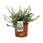 euonymus fortunei harlequin evonimo