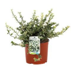 euonymus fortunei harlequin evonimo