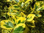 euonymus japonica aureomarginata evonimo 1