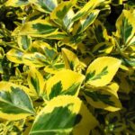 euonymus japonica aureomarginata evonimo 1