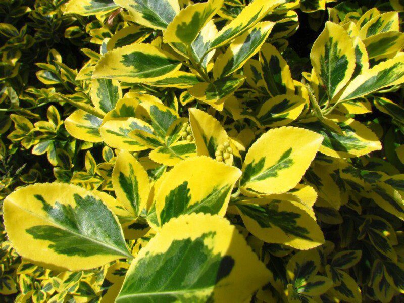 euonymus japonica aureomarginata evonimo 1 euonymus japonica aureomarginata evonimo 1