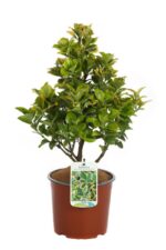 euonymus japonica aureomarginata evonimo
