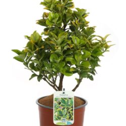 euonymus japonica aureomarginata evonimo