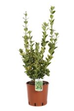 euonymus japonica aureomarginata evonimo 3