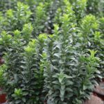 euonymus japonica benkomasaki evonimo 1