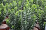 euonymus japonica benkomasaki evonimo 1