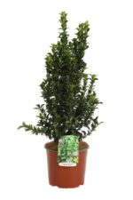 euonymus japonica benkomasaki evonimo