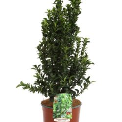 euonymus japonica benkomasaki evonimo