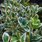 euonymus japonica bravo evonimo 1