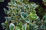 euonymus japonica bravo evonimo 1