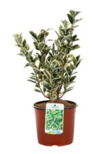 euonymus japonica bravo evonimo