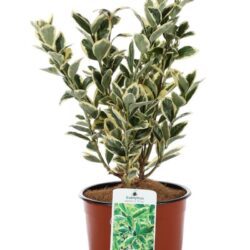 euonymus japonica bravo evonimo