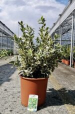 euonymus japonica bravo evonimo 3
