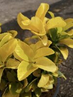 euonymus japonica el dorado evonimo 1