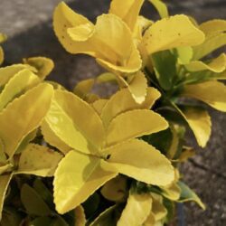 euonymus japonica el dorado evonimo 1