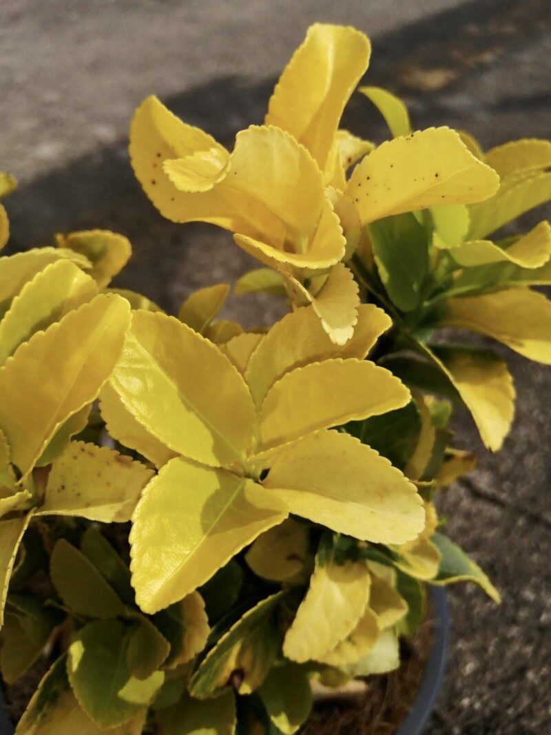 euonymus japonica el dorado evonimo 1 euonymus japonica el dorado evonimo 1