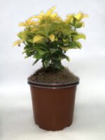 euonymus japonica el dorado evonimo