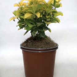 euonymus japonica el dorado evonimo
