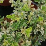 euonymus japonica elegantissimus aureus evonimo 1
