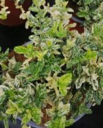 euonymus japonica elegantissimus aureus evonimo 1
