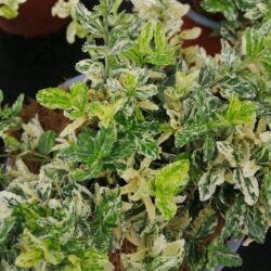 euonymus japonica elegantissimus aureus evonimo 1