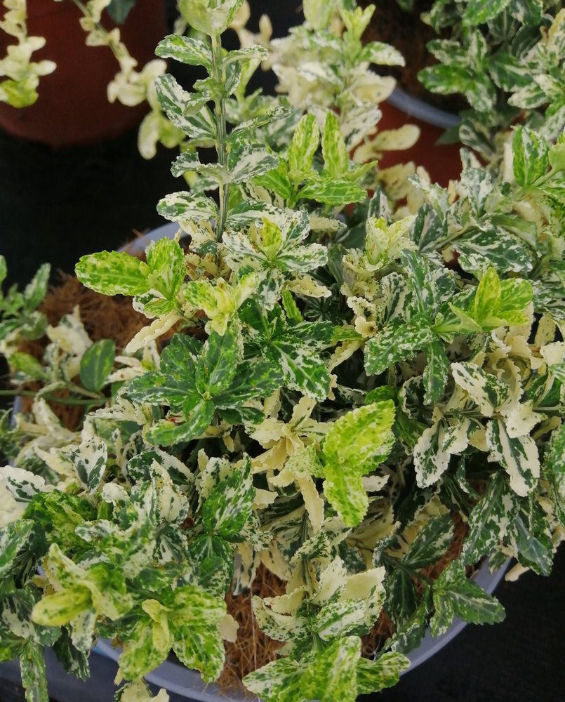 euonymus japonica elegantissimus aureus evonimo 1 euonymus japonica elegantissimus aureus evonimo 1