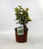 euonymus japonica elegantissimus aureus evonimo