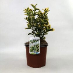euonymus japonica elegantissimus aureus evonimo