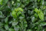 euonymus japonica green spider evonimo 1