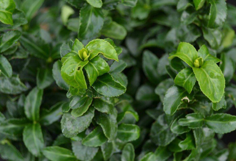 euonymus japonica green spider evonimo 1 euonymus japonica green spider evonimo 1