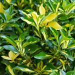 euonymus japonica livornese evonimo 1