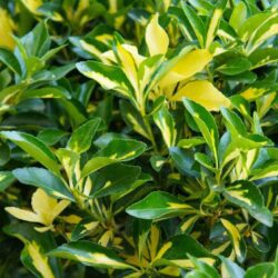 euonymus japonica livornese evonimo 1