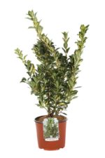 euonymus japonica livornese evonimo