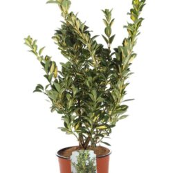 euonymus japonica livornese evonimo