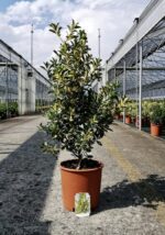 euonymus japonica livornese evonimo 3