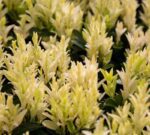 euonymus japonica paloma bianca evonimo 1