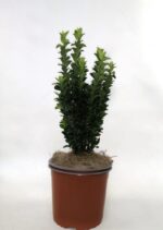 euonymus japonica paloma bianca evonimo