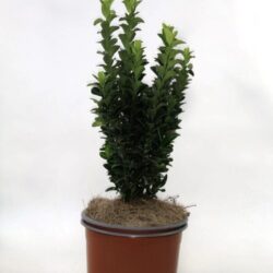 euonymus japonica paloma bianca evonimo