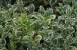 euonymus japonica president gauthier evonimo 1