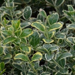 euonymus japonica president gauthier evonimo 1