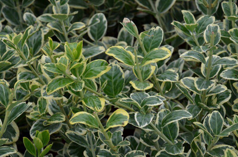 euonymus japonica president gauthier evonimo 1 euonymus japonica president gauthier evonimo 1