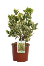 euonymus japonica president gauthier evonimo