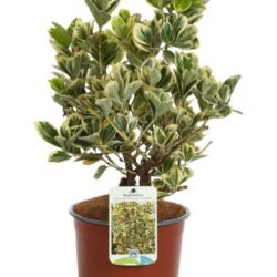 euonymus japonica president gauthier evonimo