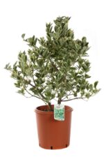 euonymus japonica president gauthier evonimo 3