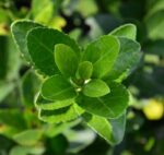 euonymus japonica verde evonimo 1