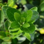 euonymus japonica verde evonimo 1