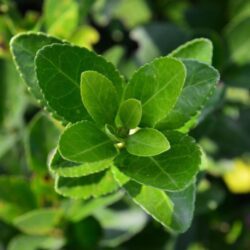 euonymus japonica verde evonimo 1