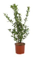 euonymus japonica verde evonimo
