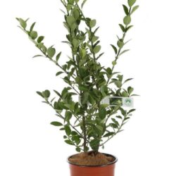 euonymus japonica verde evonimo